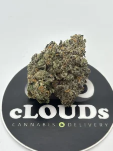 Black Cherry Gelato strain