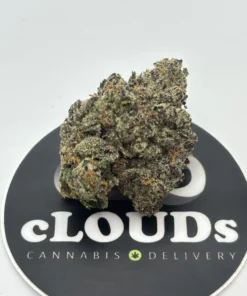 Black Cherry Gelato strain